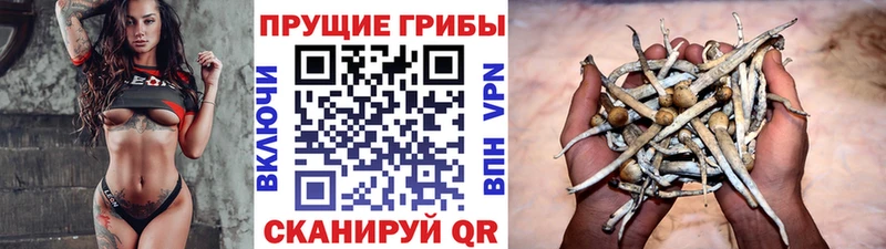 Псилоцибиновые грибы Cubensis  omg зеркало  Кадников 